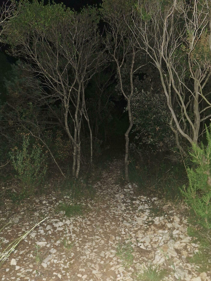 Dark creepy forest path at night surrounded by bare trees and dense bushes, evoking eerie feelings and mystery.