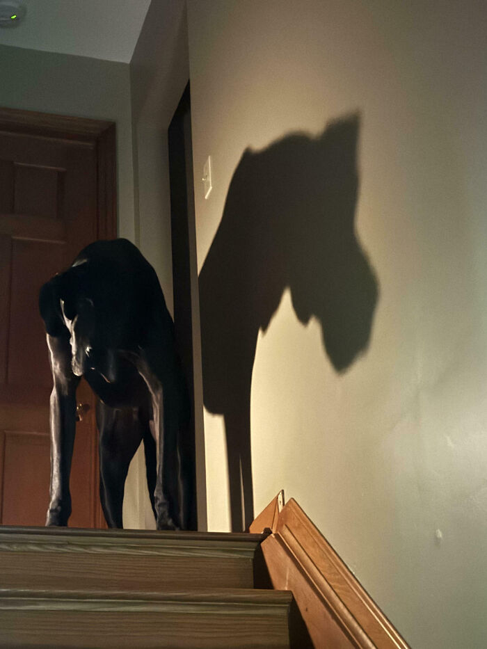 Dog casting a creepy shadow on the wall, one of the times people came across something so creepy they had to share it.