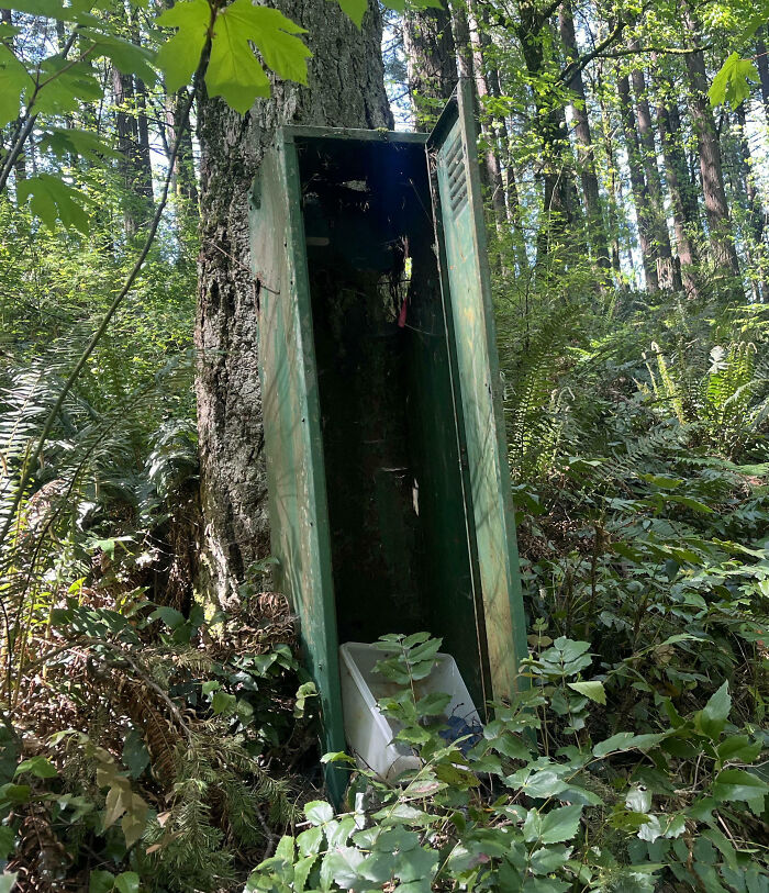 Old rusty locker partially embedded in a tree surrounded by dense forest foliage, a creepy discovery nature scene.