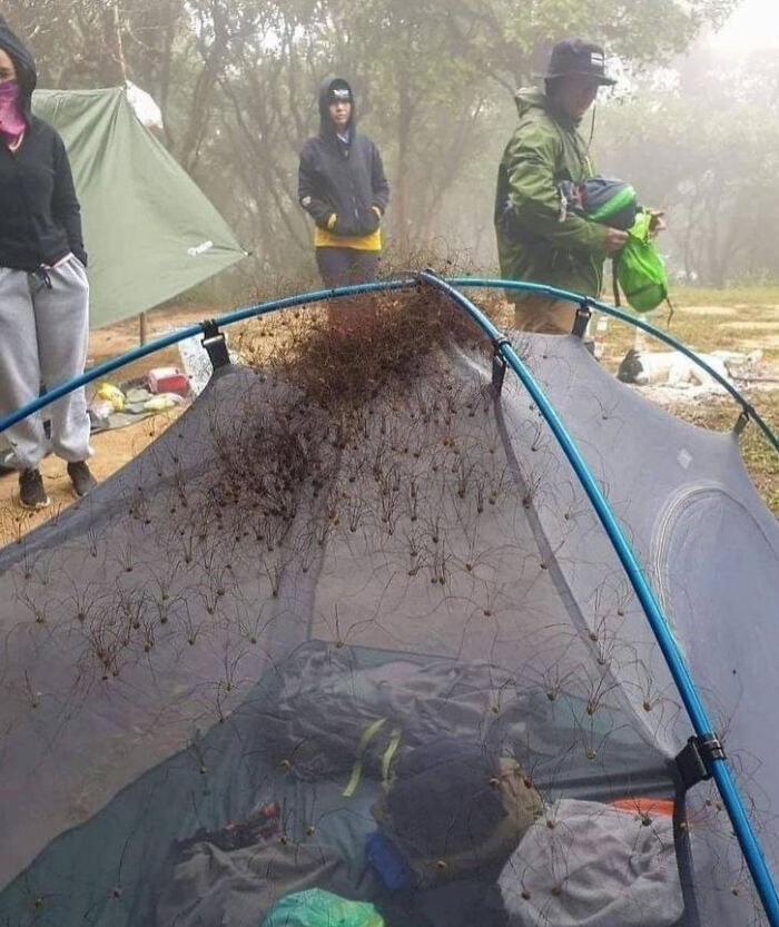Camping tent covered with creepy spiders on the mesh, making an unsettling discovery in the outdoors.