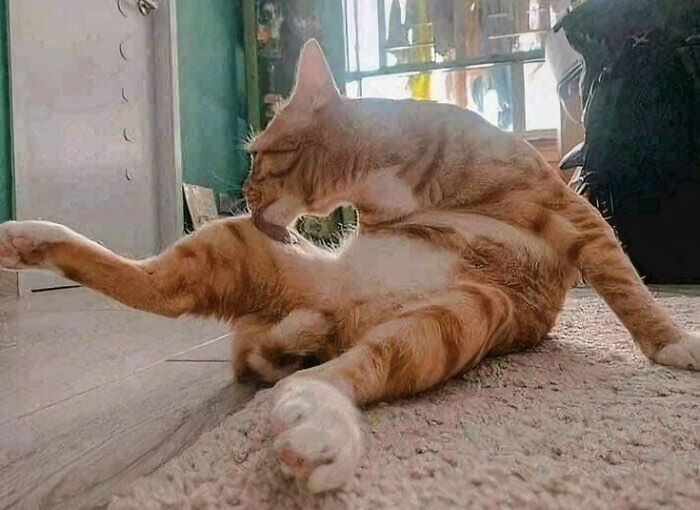 Playful orange tabby cat grooming itself on a carpet, captured in a warm and funny animal pic moment.
