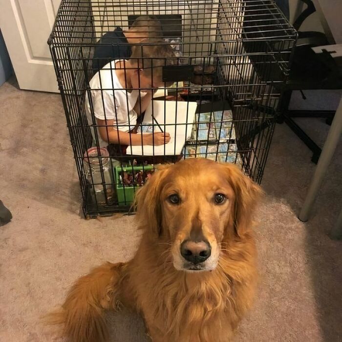 Golden retriever sitting in front of a child inside a dog crate, a funny and heartwarming animal pic.