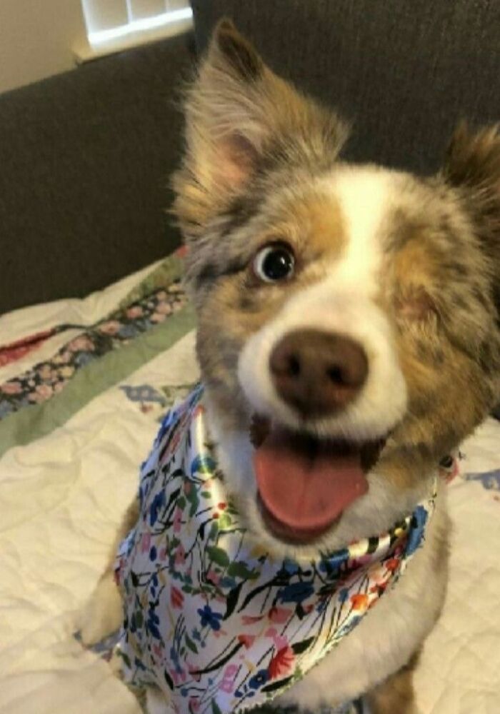 Happy one-eyed dog wearing a floral bandana, a heartwarming animal pic that may make you laugh.