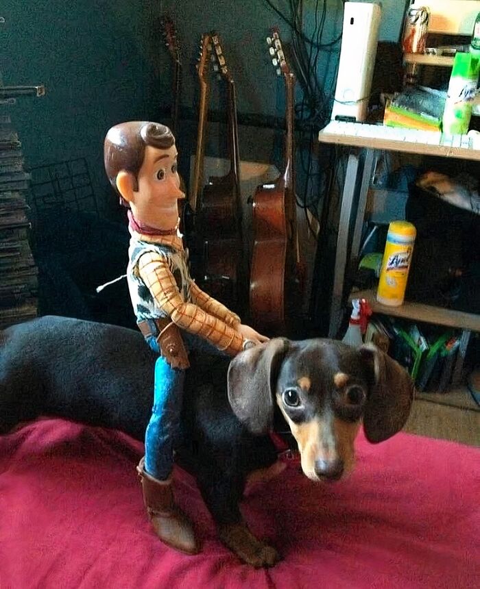 A toy figure of Woody from Toy Story posed riding a small black and brown dog on a red blanket indoors.