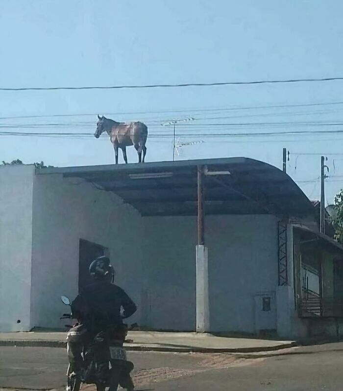 Horse standing on a rooftop above a person riding a motorcycle in a humorous animal pic that may warm your heart.