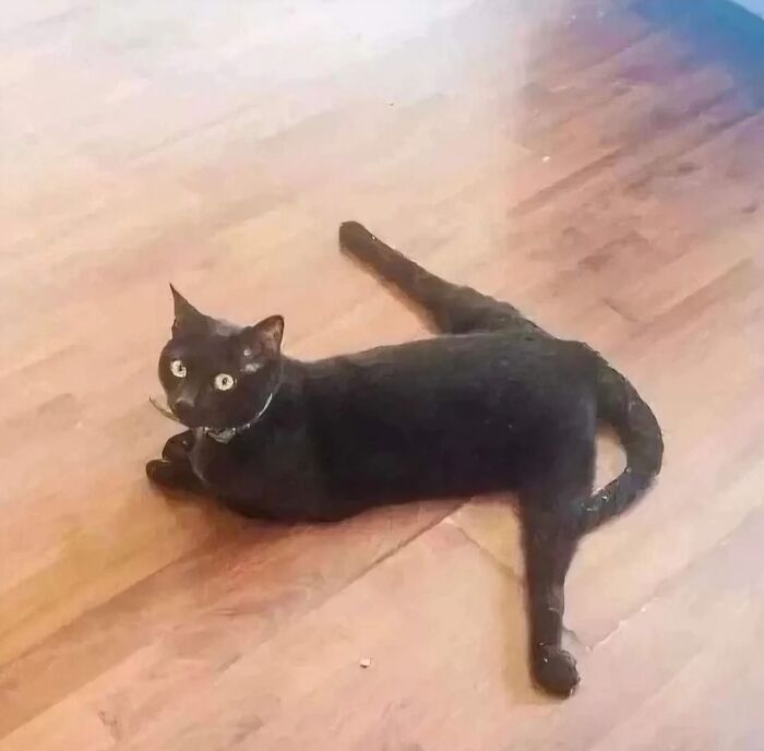 Black cat lying on a wooden floor with legs stretched, one bent unusually, in a funny animal pose.
