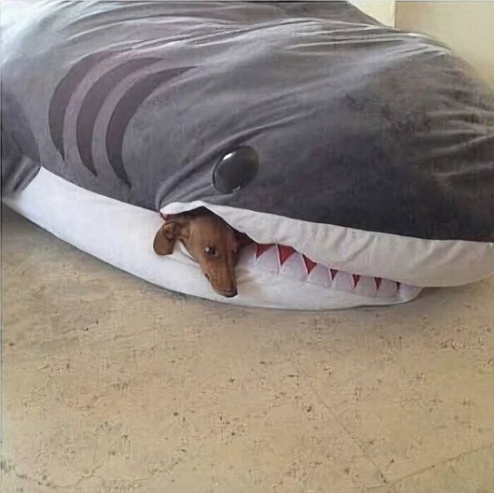 Small dog peeking out of a shark-shaped pet bed, a funny and heartwarming animal pic that may make you laugh.