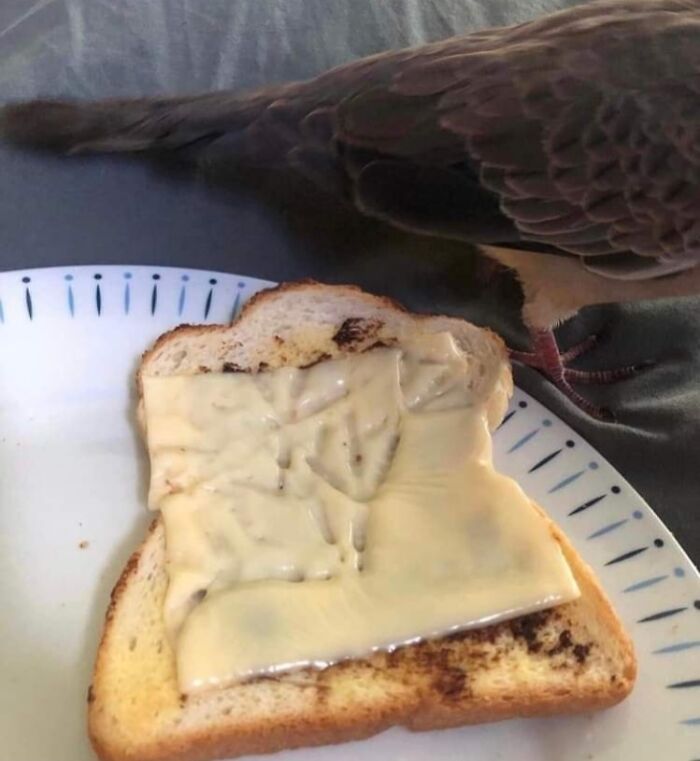 A bird pecking at a slice of toast with melted cheese on a white plate, showcasing funny animal moments.