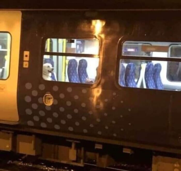 Dog sitting alone on a train, captured in a funny animal pic that may warm your heart and make you laugh.