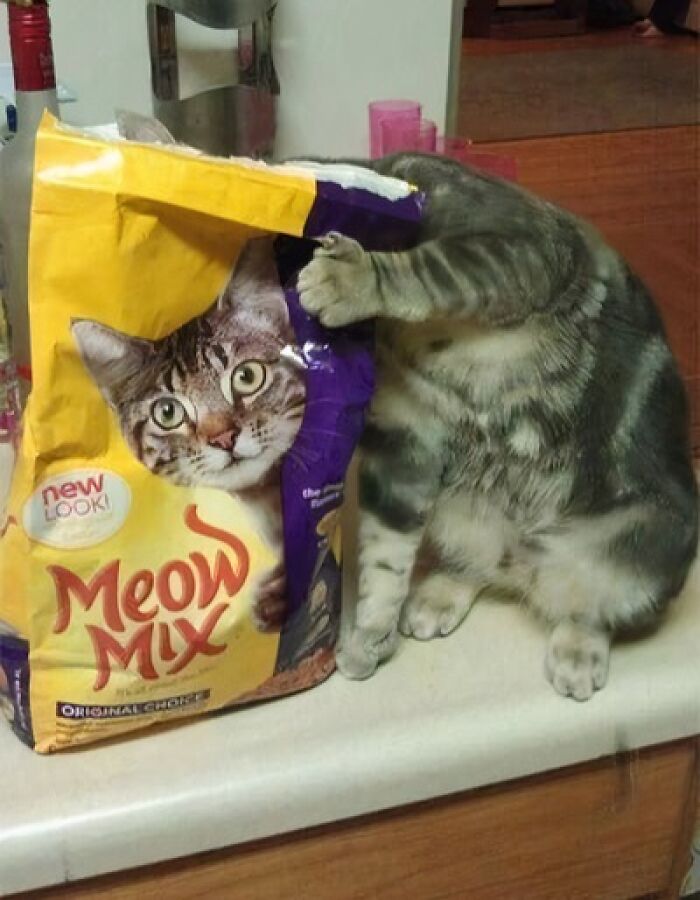 Tabby cat hiding head inside Meow Mix bag with a cat face, funny animal pics that may warm your heart and make you laugh.