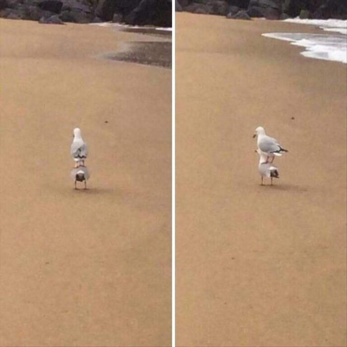 Two seagulls on a sandy beach, one standing on the other's back, capturing a funny and heartwarming animal moment.