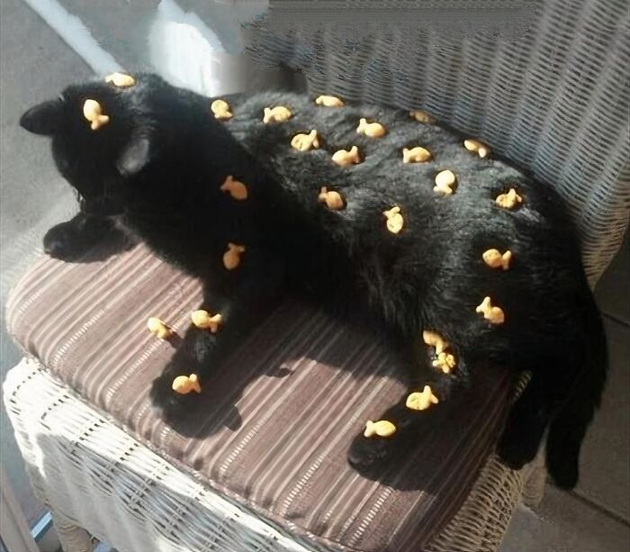 Black cat lying on a striped chair with small goldfish crackers placed all over its body in a playful animal pic.