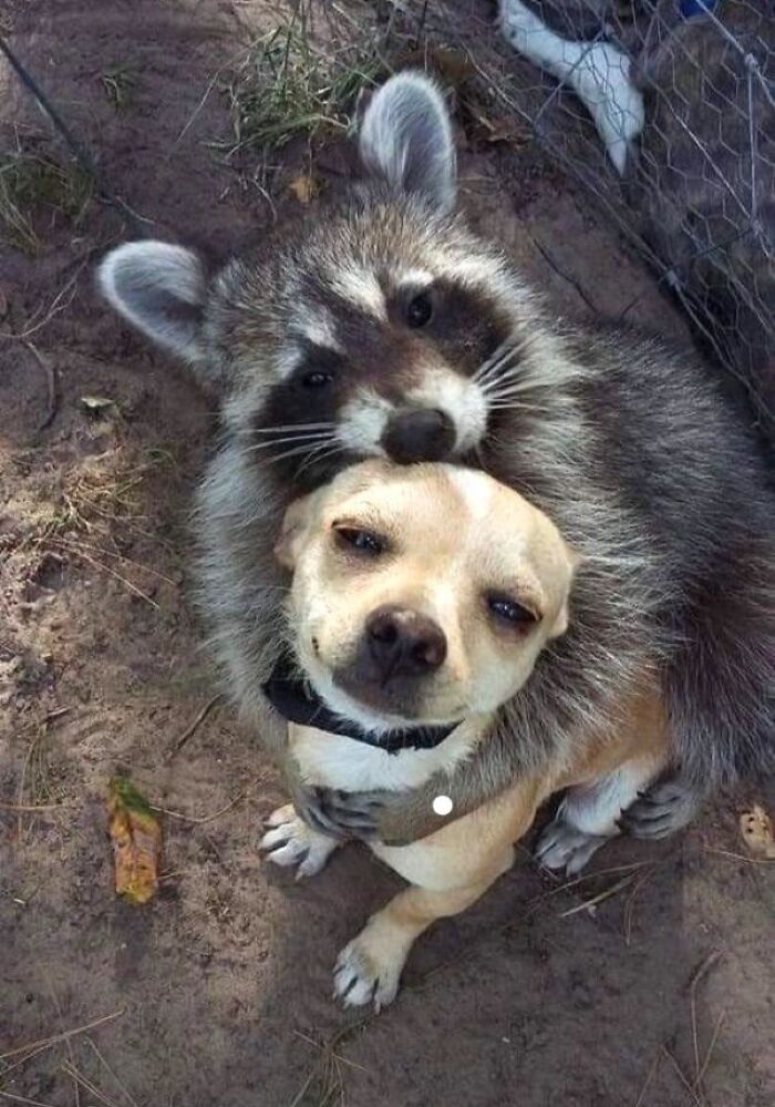 Raccoon hugging a small dog outdoors, showcasing heartwarming animal pics that may warm your heart and make you laugh.