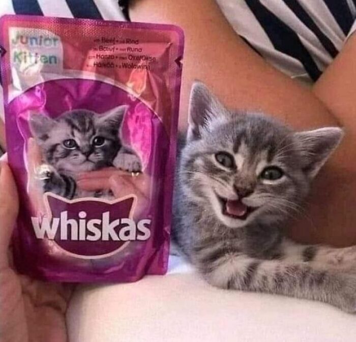 Happy gray kitten next to a Whiskas kitten food pouch in a cozy setting, cute animal pics that may warm your heart.