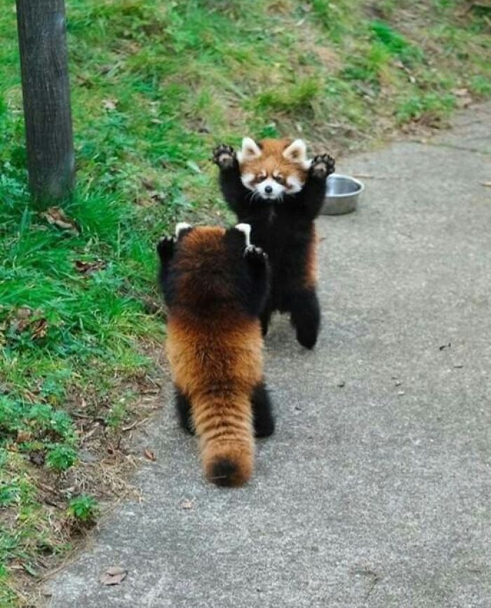 Two red pandas standing on hind legs facing each other on a path, playful moment from animal pics that warm your heart.