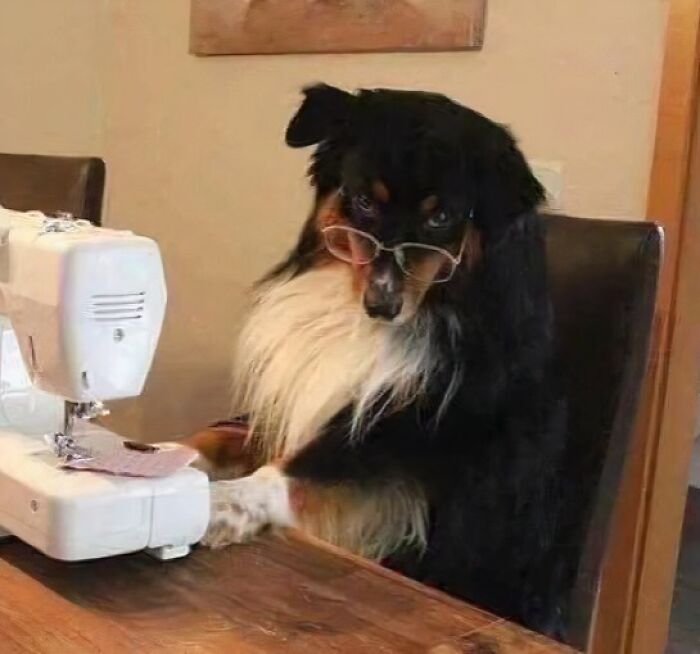 Black and white dog wearing glasses sitting at a sewing machine in a cozy indoor setting, an animal pic sure to warm hearts.