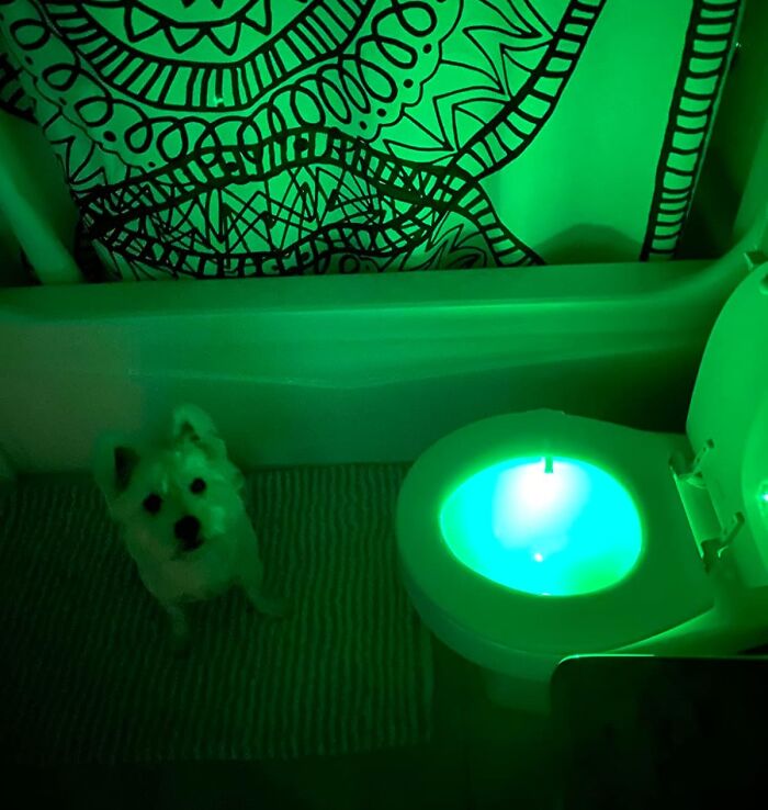 Small white dog in a bathroom with a glowing green toilet light, showcasing affordable home finds for easy living.