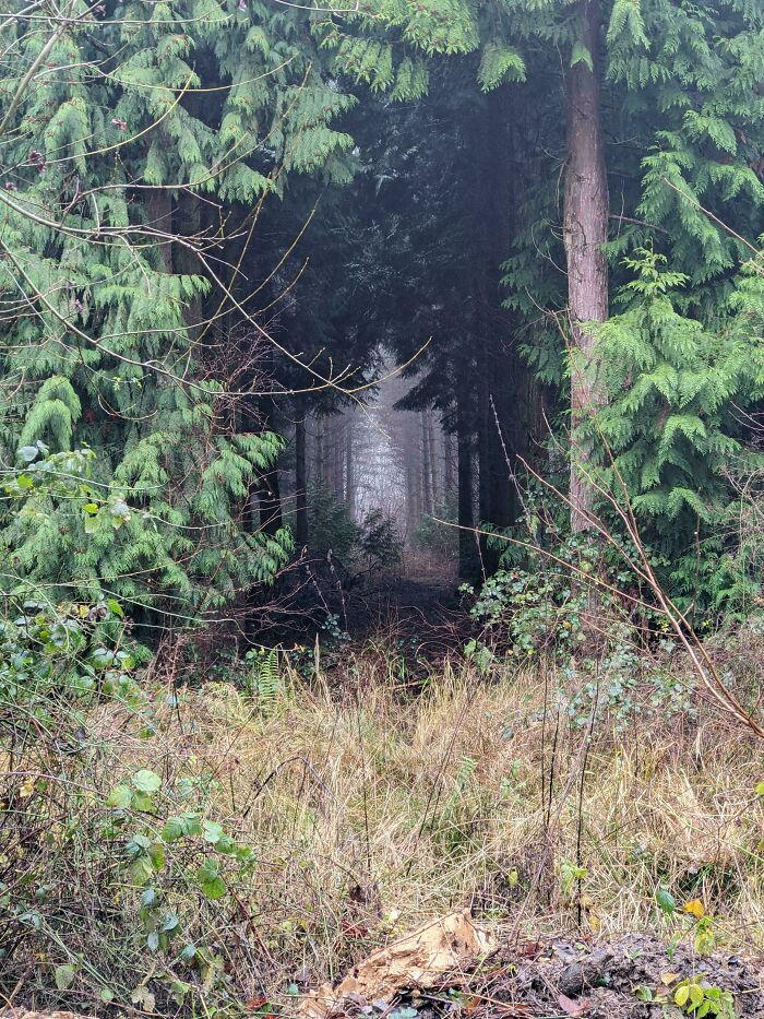 Dense forest trees form a dark, empty space in the center, creating an unsettling yet fascinating natural scene.