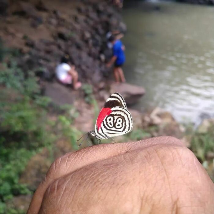 Butterfly with unique number pattern on wing landing on a hand near a river, showing one-in-a-million coincidences in nature.
