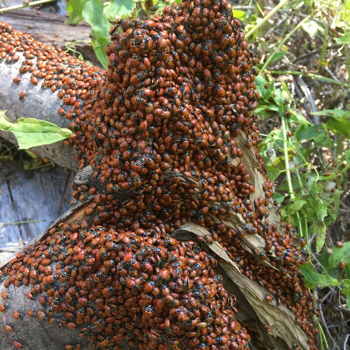 A large cluster of ladybugs gathered densely on a tree branch, illustrating one-in-a-million coincidences in nature.