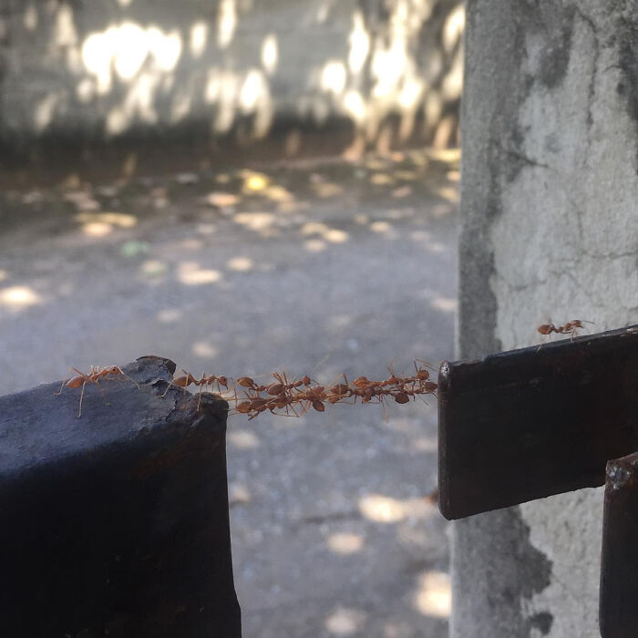 Ants forming a natural bridge between two metal surfaces, showcasing an incredible one-in-a-million coincidence in nature.