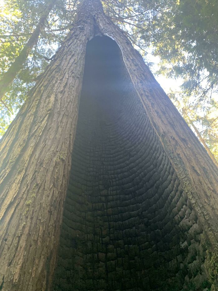 Hollow charred tree trunk in forest with sunlight filtering through leaves, showcasing one-in-a-million coincidences in nature.
