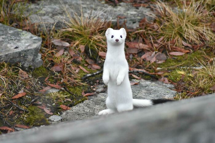 White stoat standing on rocky ground in a natural setting, illustrating one-in-a-million coincidences in nature.