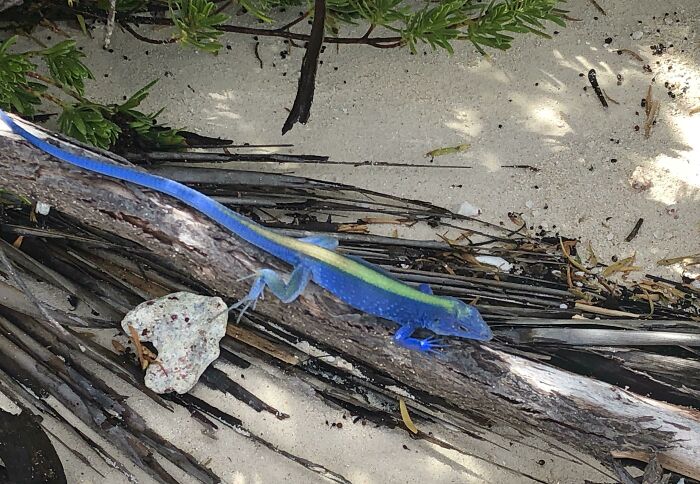 Blue and green lizard on driftwood amid sand and leaves, illustrating one-in-a-million coincidences in nature.