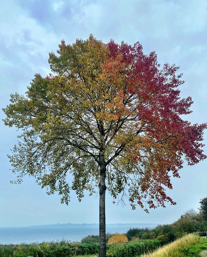 Tree with multicolored leaves showing a one in a million coincidence of nature against a cloudy sky background.