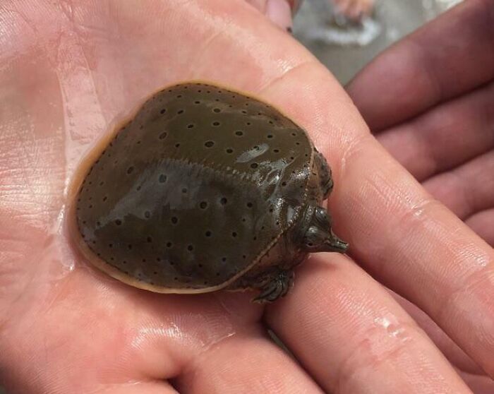 A rare soft-shell turtle resting in a person's hand, showcasing one-in-a-million coincidences in nature.
