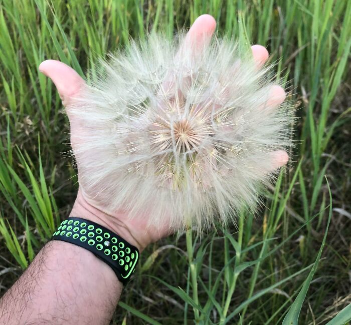 Hand holding a giant dandelion puff in a grassy field, showcasing a rare one-in-a-million coincidence in nature.