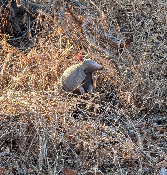 Armadillo blending into dry grass and branches, an example of one-in-a-million coincidences in nature.
