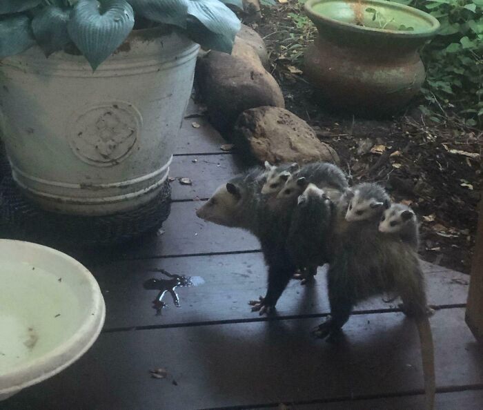 Opossum carrying multiple babies on its back, a rare one-in-a-million coincidence spotted in a natural outdoor setting.