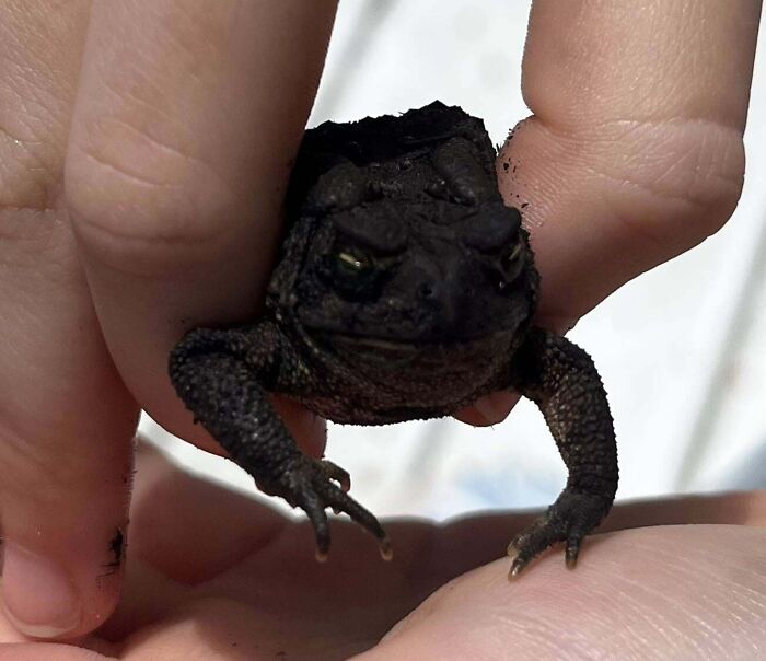 Close-up of a tiny toad held between fingers, showcasing a rare one-in-a-million coincidence in nature.