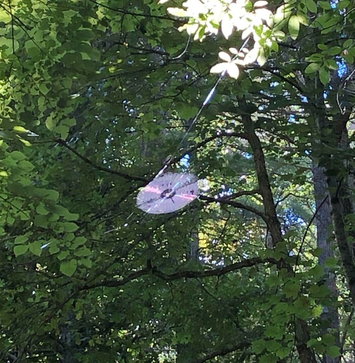Coincidence of an umbrella caught and hanging perfectly in a tree among green leaves in a forest setting.