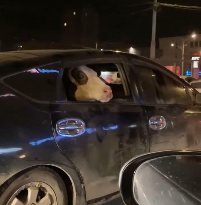 Dog with a unique black patch pattern on its face looking out of a car window, a one-in-a-million coincidence moment.