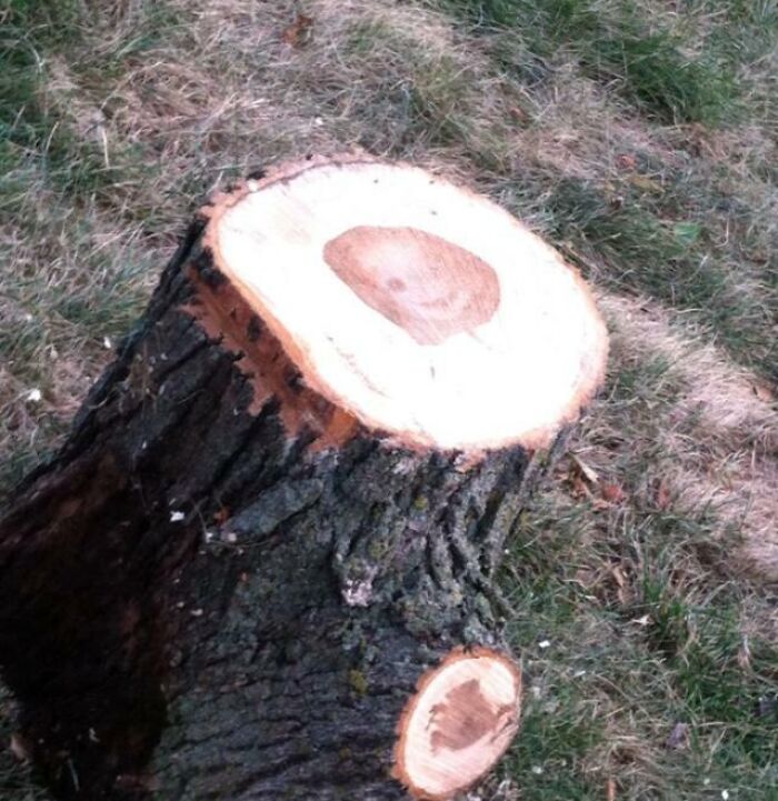 Tree stump with a heart-shaped pattern inside the cut wood, showcasing one-in-a-million coincidences in nature.