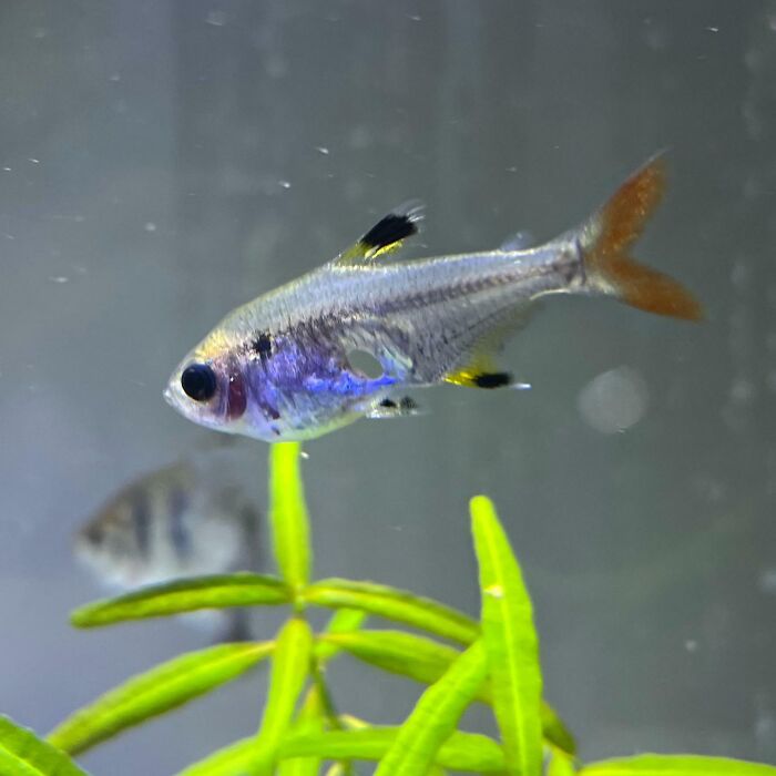 Small colorful fish swimming near green aquatic plants, showcasing one-in-a-million coincidences in nature underwater.