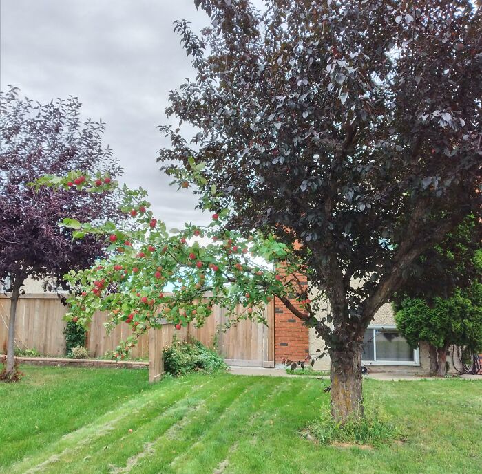 Tree with red berries in a green yard, showcasing a rare one-in-a-million coincidence in nature's growth patterns.