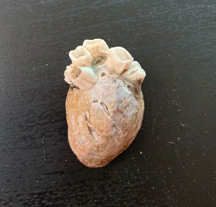 Barnacle-covered shell resembling a heart, illustrating one-in-a-million coincidences found in nature.