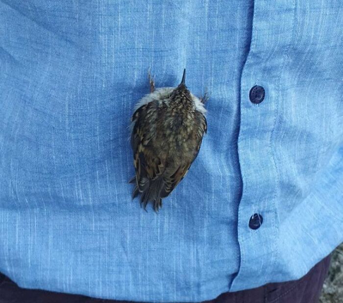 Small bird perched on a blue shirt, showcasing one-in-a-million coincidences that are hard to believe in nature.