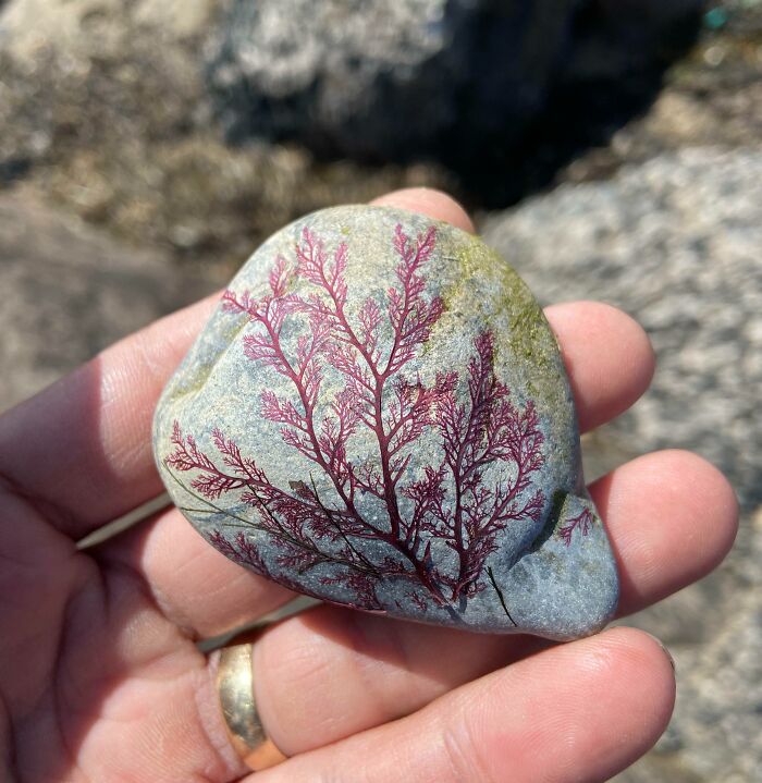 Hand holding a stone with a natural one-in-a-million coincidence pattern resembling red seaweed on its surface.