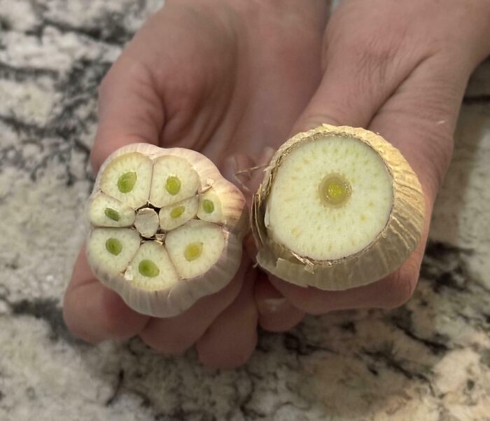 Hands holding two garlic bulbs cut in half showing a rare one-in-a-million coincidence in garlic cloves.