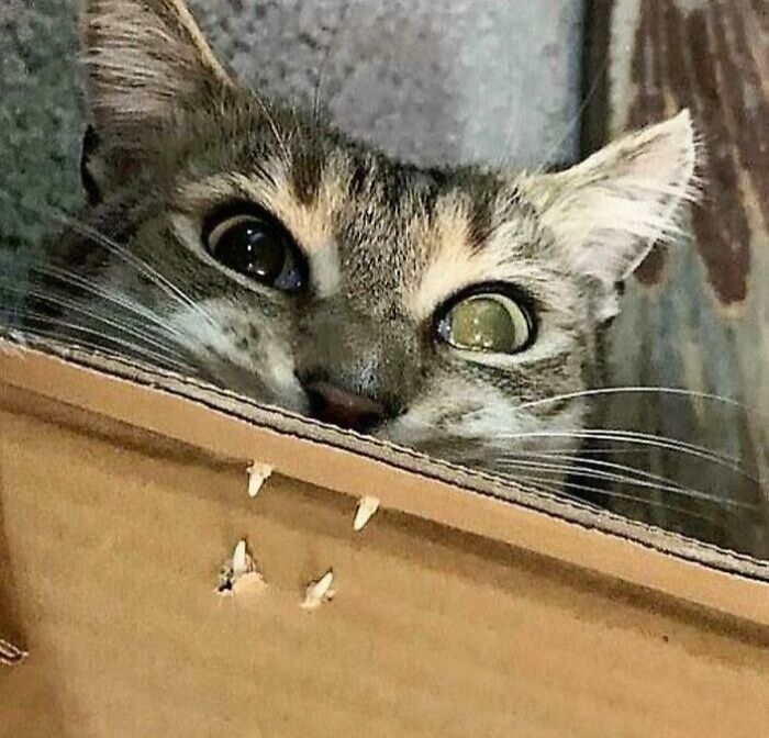 Tabby cat peeking over a cardboard box with quirky expression, showcasing cats being their quirky selves.