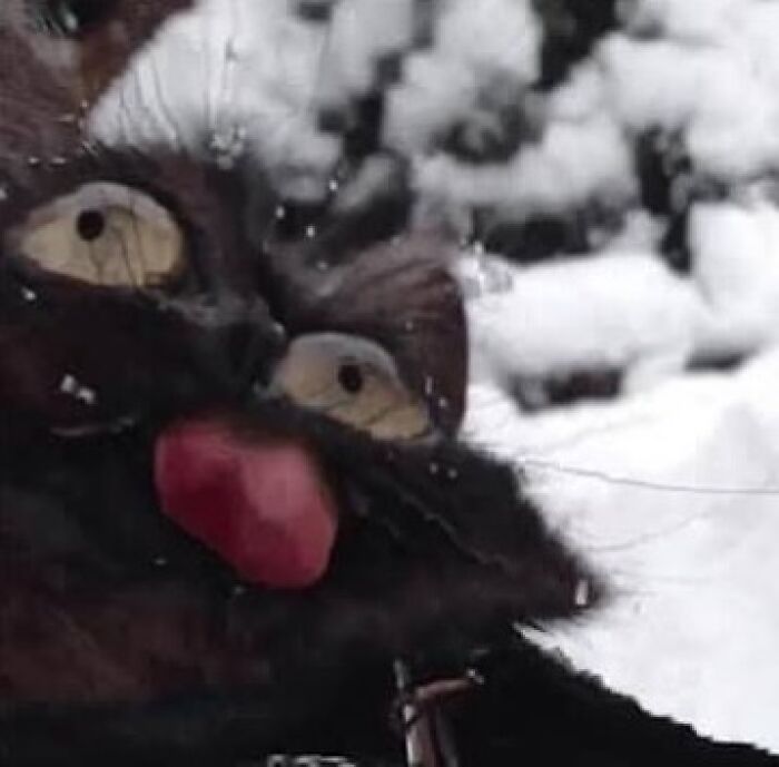 Close-up of a quirky cat with wide eyes and tongue out playing in the snow, showcasing cats being their quirky selves.