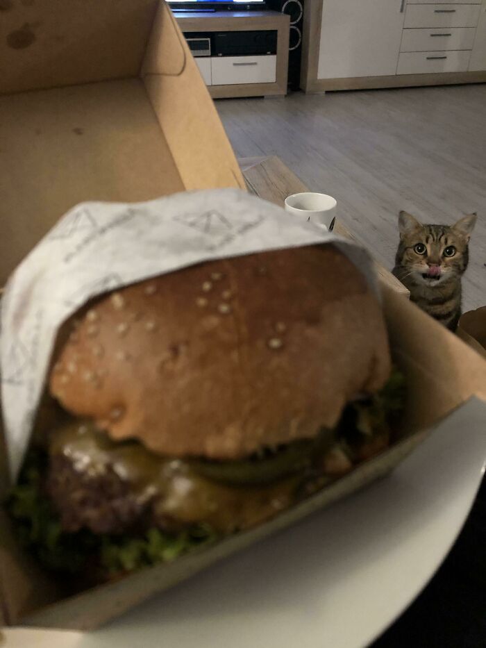 A silly cat staring at a cheeseburger in a box, showcasing animals making our lives better with their playful nature.