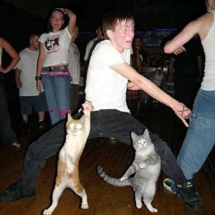 Two cats and a young man appear to be dancing together at a party in this funny animal pics moment.