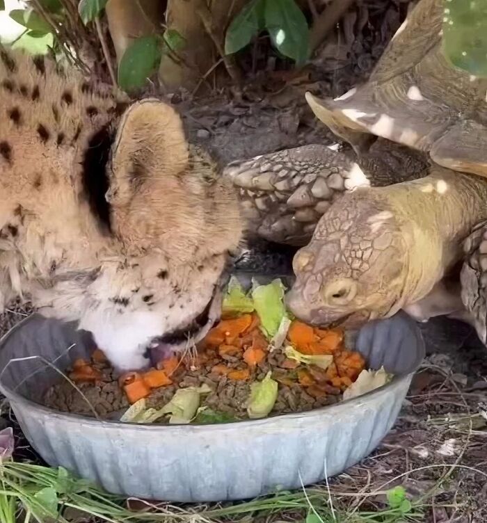 A cheetah and a tortoise eating together from the same bowl in a heartwarming animal moment.