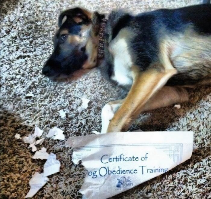 German Shepherd lying on carpet next to torn dog obedience training certificate in a funny animal pics moment.