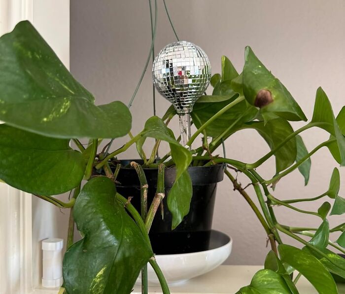 Indoor green plant with a small disco ball decoration, highlighting hidden gems found in Amazon rabbit hole exploration.